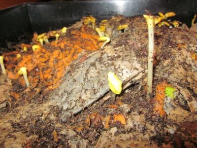 Using a Worm Bin to Create Compost in Your Kitchen Image